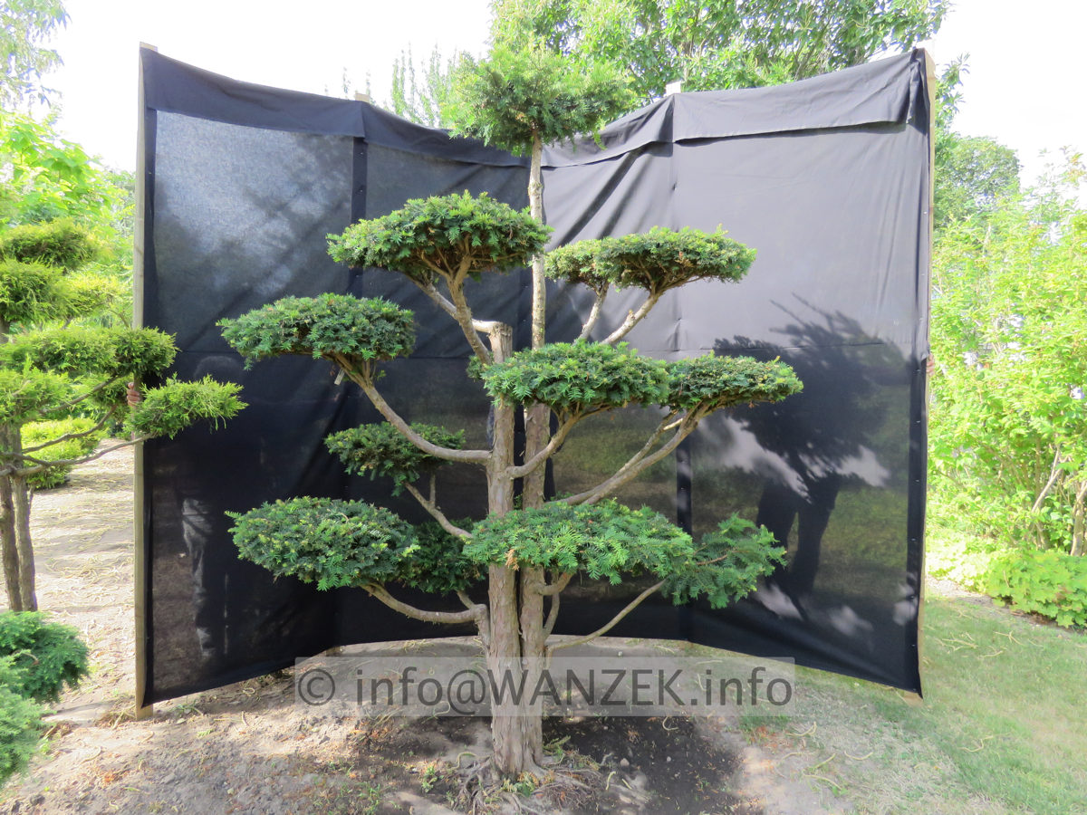 Taxus baccata Dovastoniana Bonsai 05.JPG